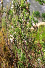 Erica perspicua perspicua
