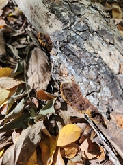 Fuscoporia gilva
