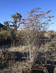 Eriogonum plumatella