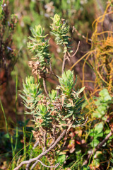 Osmitopsis asteriscoides