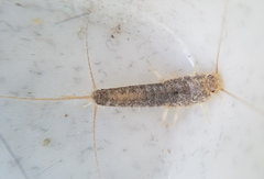 Ctenolepisma longicaudatum