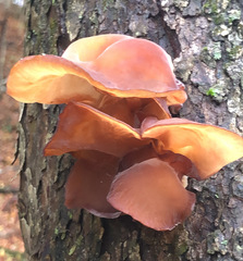 Auricularia auricula-judae