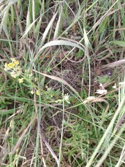 Tetragonia fruticosa