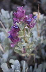 Salvia pachyphylla