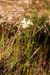 Moraea neglecta