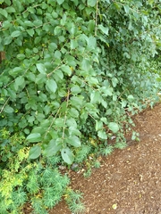 Rhamnus cathartica