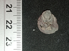Ostreidae