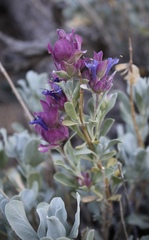 Salvia pachyphylla