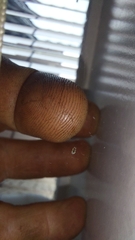 Uloborus
