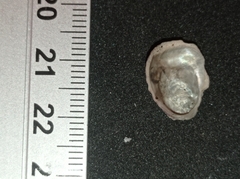 Ostreidae