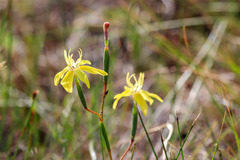 Moraea bituminosa