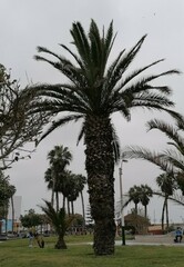 Phoenix canariensis