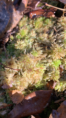 Sphagnum magellanicum