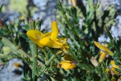 Genista salzmannii