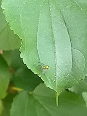 Rhamnus cathartica