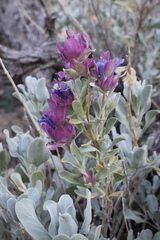 Salvia pachyphylla