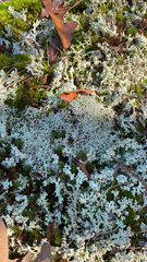 Cladonia confusa