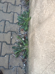 Crepis sancta