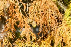 Taxodium distichum
