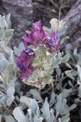 Salvia pachyphylla