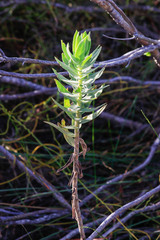 Osmitopsis asteriscoides