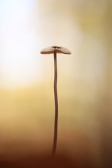 Mycetinis scorodonius