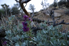 Salvia pachyphylla