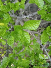 Gardenieae