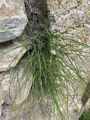 Equisetum bogotense