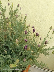 Lavandula