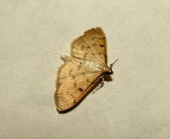 Herpetogramma fluctuosalis