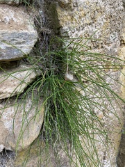 Equisetum bogotense