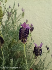 Lavandula