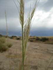 Stipagrostis damarensis image