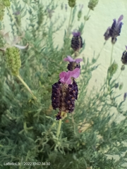 Lavandula