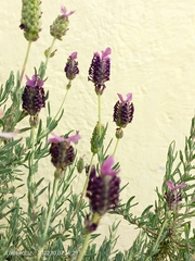 Lavandula