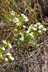 Lachnaea densiflora