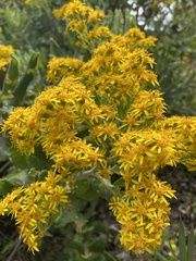 Acrisione denticulata