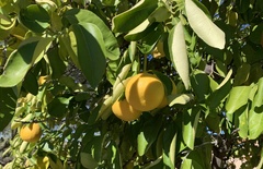 Citrus paridisi