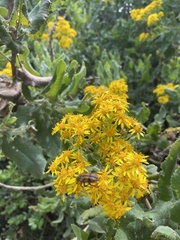 Acrisione denticulata