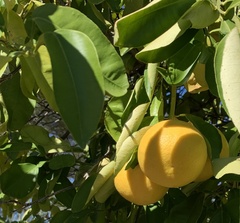 Citrus paridisi