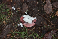 Russula versicolor