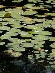 Nymphaea ampla