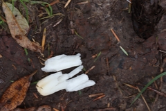 Russula versicolor