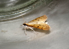 Herpetogramma fluctuosalis