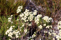 Lachnaea densiflora
