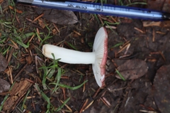 Russula versicolor