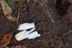 Russula versicolor