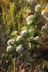 Serruria ascendens