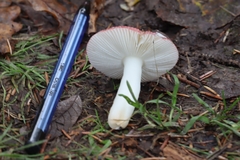 Russula versicolor